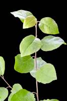 Saule marsault - rameau avec feuilles (Salix caprea)